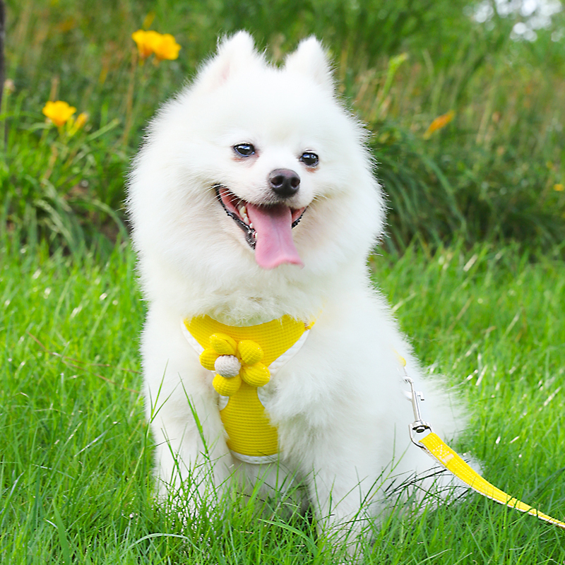犬 ハーネス お花の香りハーネス