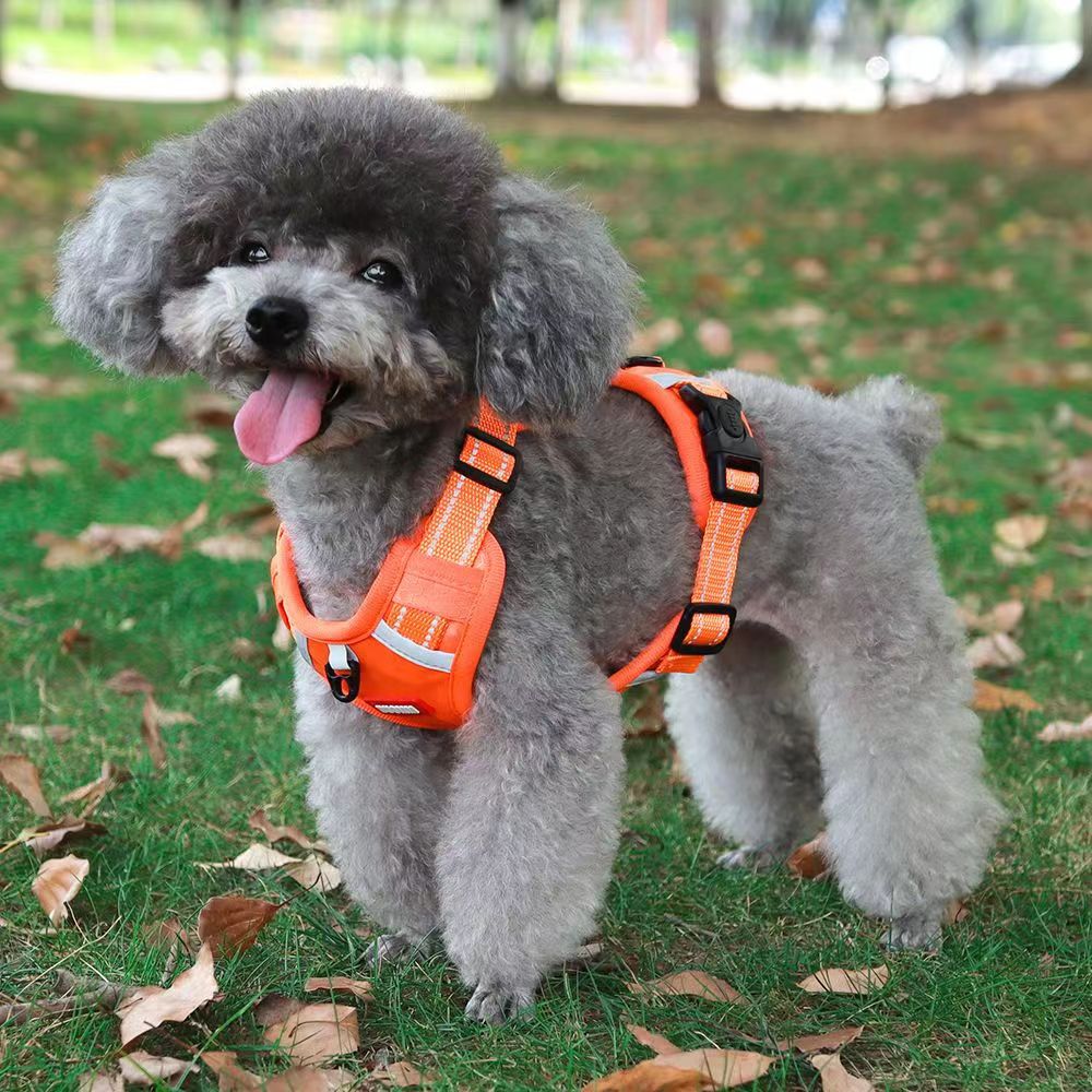 https://fulmo-img-server.com/wonderfulharness/48f3ed0e-96e6-46e5-a9f2-6c4a4ef68b28.jpg