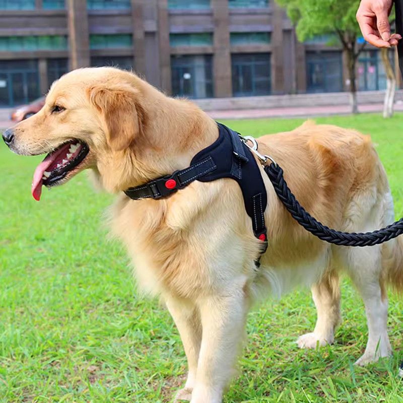 https://fulmo-img-server.com/wonderfulharness/49686e0e-2c16-4d0a-98c0-9a41f0549f02.jpg