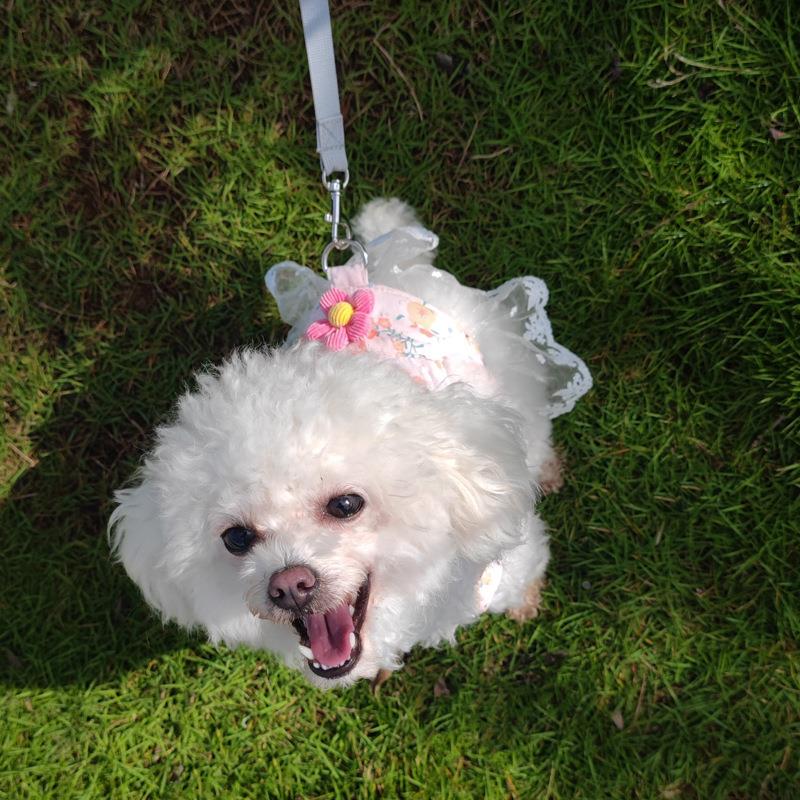 犬 ハーネス 優雅な花柄レース ゆったりハーネス
