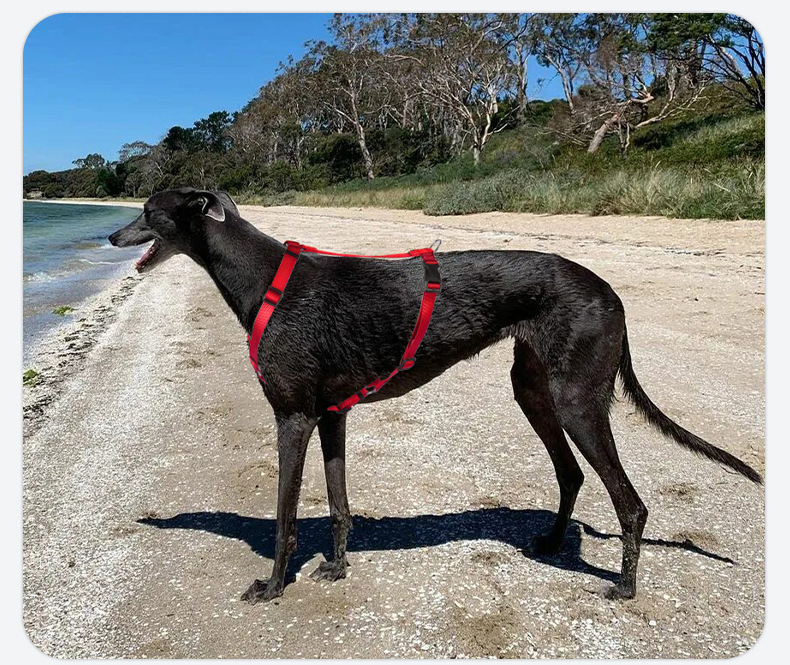 犬 ハーネス しなやかフィット 軽量ハーネス