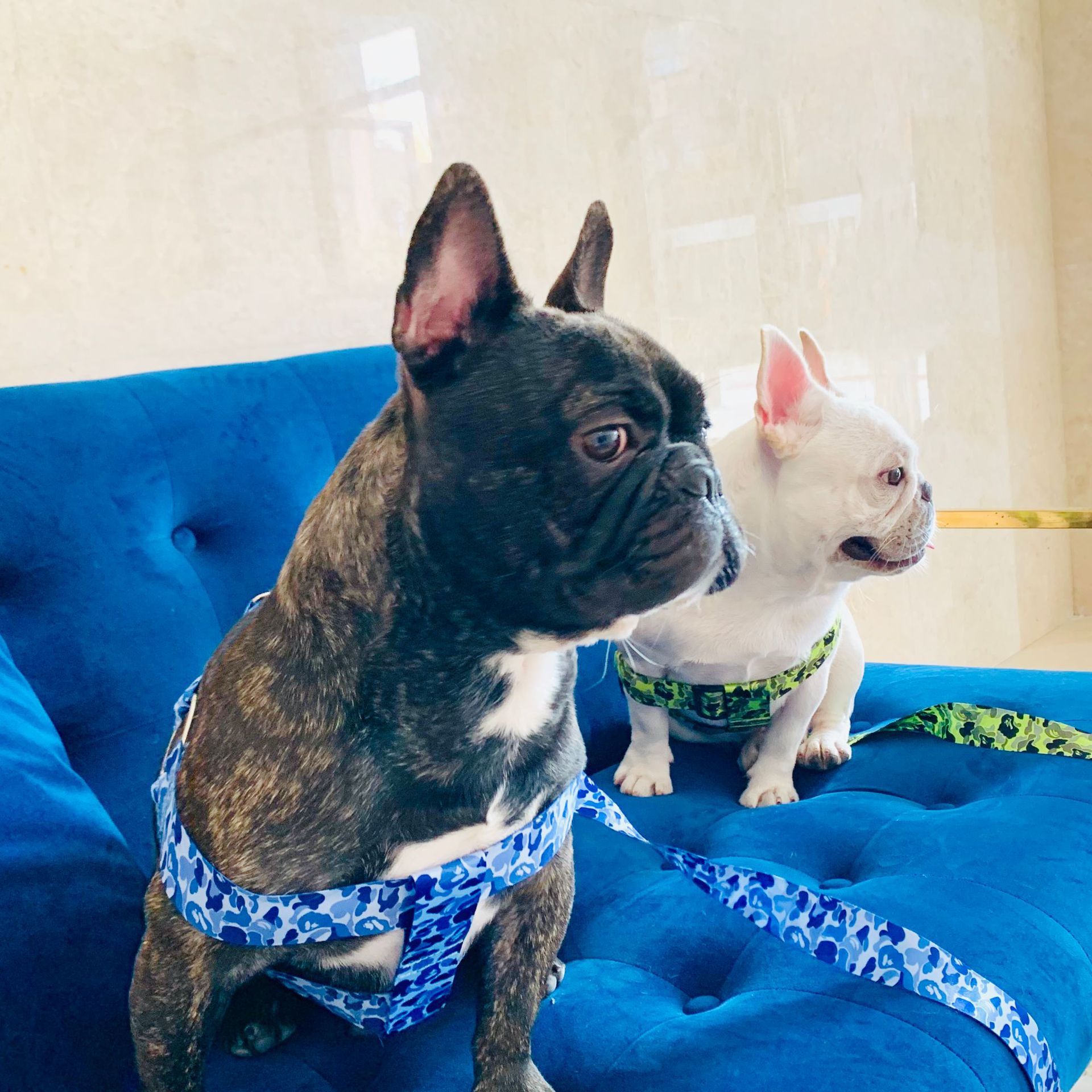 犬 ハーネス やさしい着心地の散歩用装具
