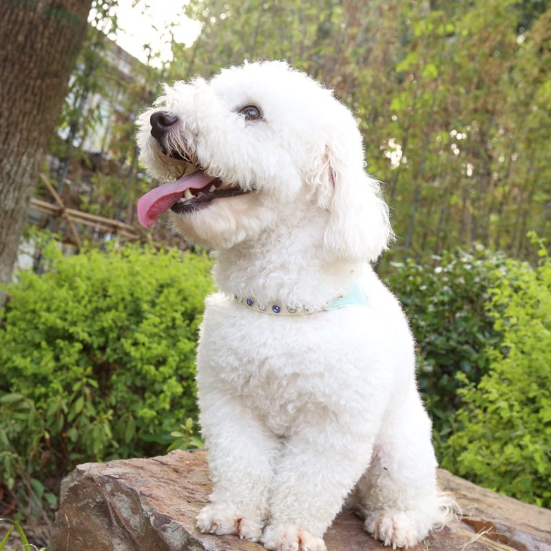 犬 ハーネス 生成エラーです