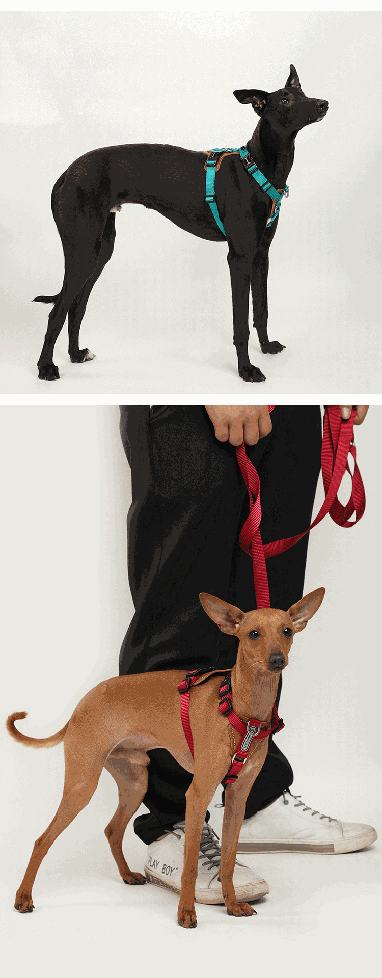 犬 ハーネス リラックスフィット 散歩用ハーネス