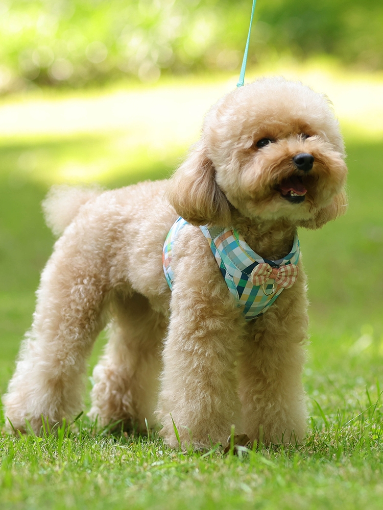 犬 ハーネス 優美な蝶結び ペットハーネス