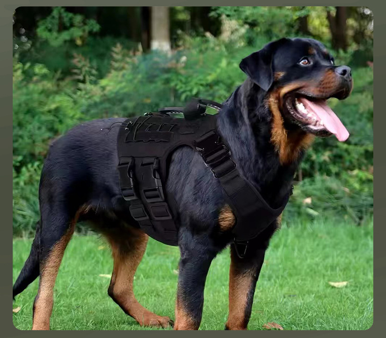 https://fulmo-img-server.com/wonderfulharness/579e4c57-8464-4073-986a-651c9f8d35db.jpg