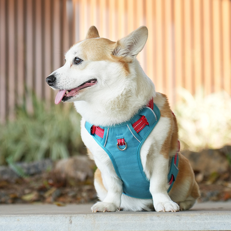 犬 ハーネス やさしさ包む ふんわりメッシュハーネス