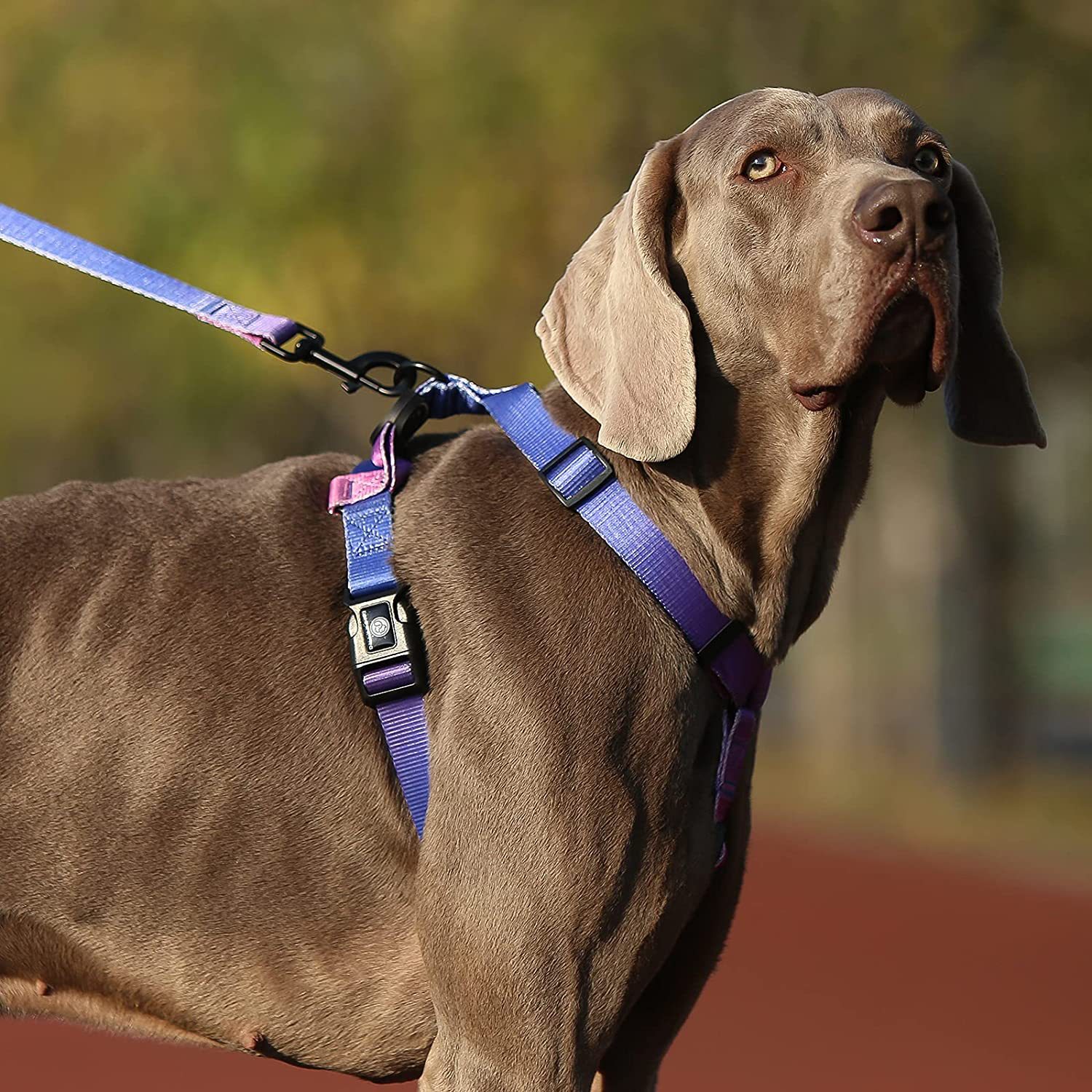 犬 ハーネス しなやかフィット 軽量ハーネス