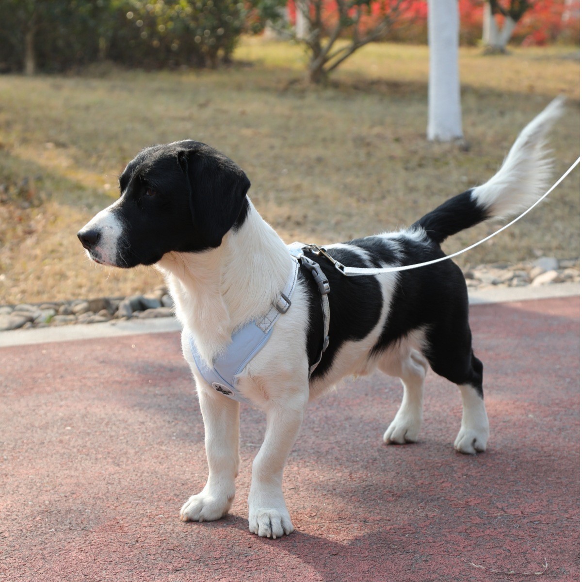犬 ハーネス やさしさ包む うっとり安心ハーネス