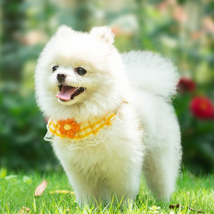 犬 ハーネス レース飾り付き お姫様ハーネス