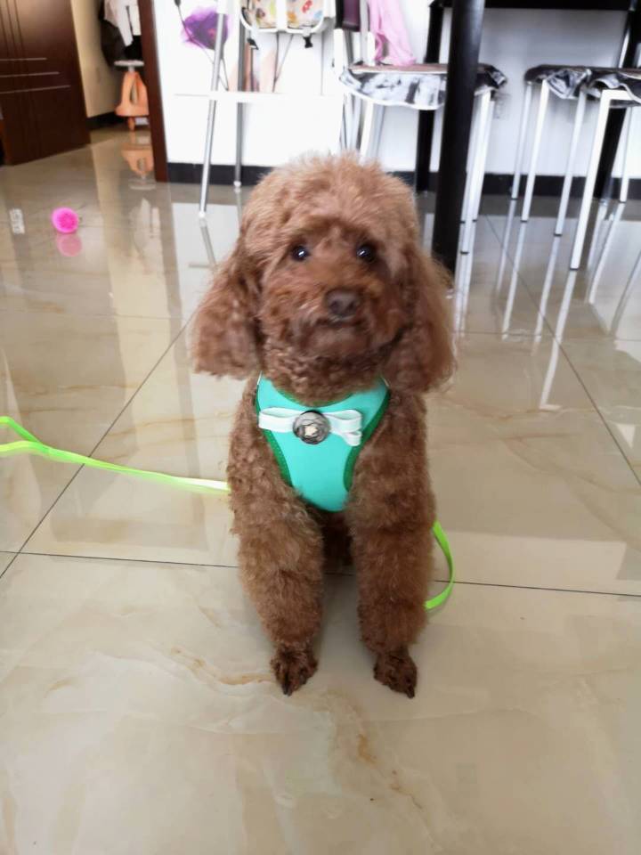 犬 ハーネス 姫系レース付きドレスハーネス