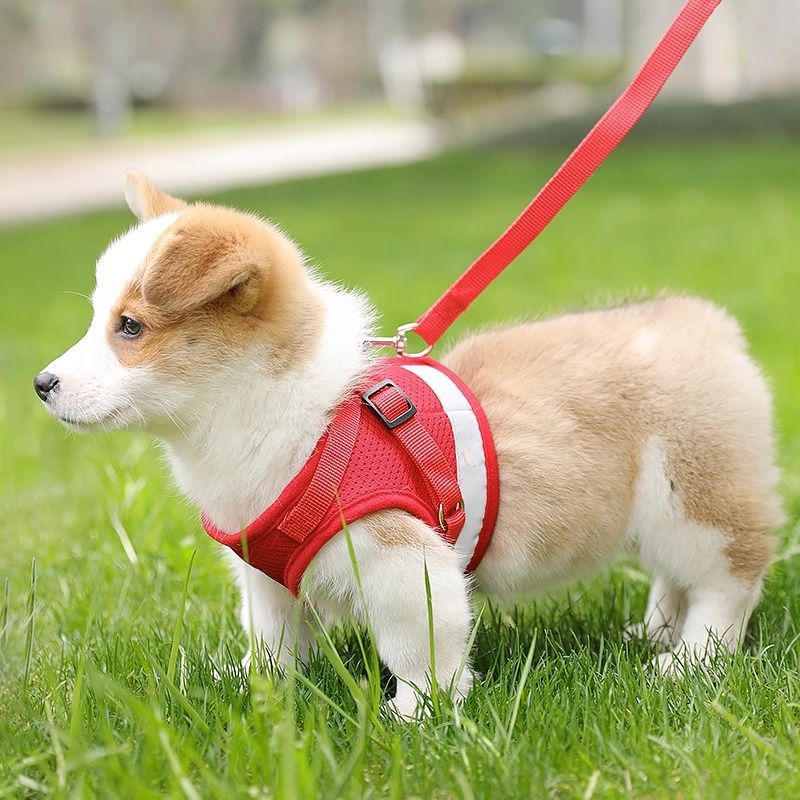 犬 ハーネス やさしい着心地 メッシュハーネス