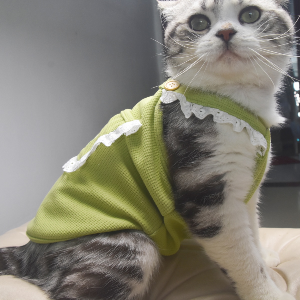 犬 ハーネス 生成エラーです