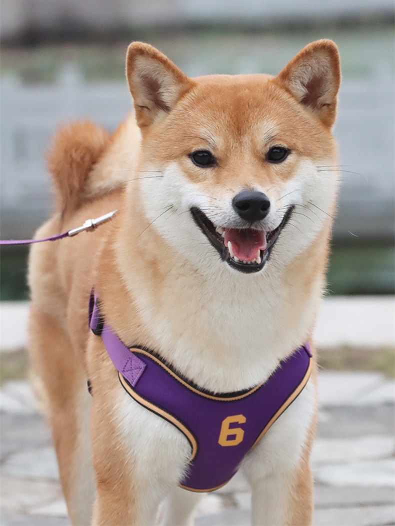 犬 ハーネス チーム対応スポーツ風ハーネス