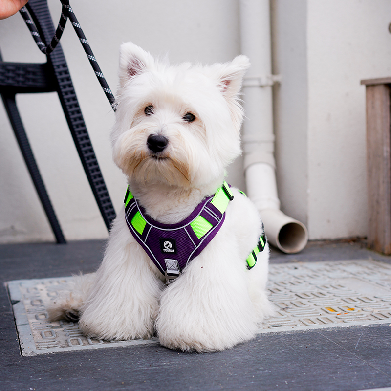 犬 ハーネス ふわもこペット用ハーネス