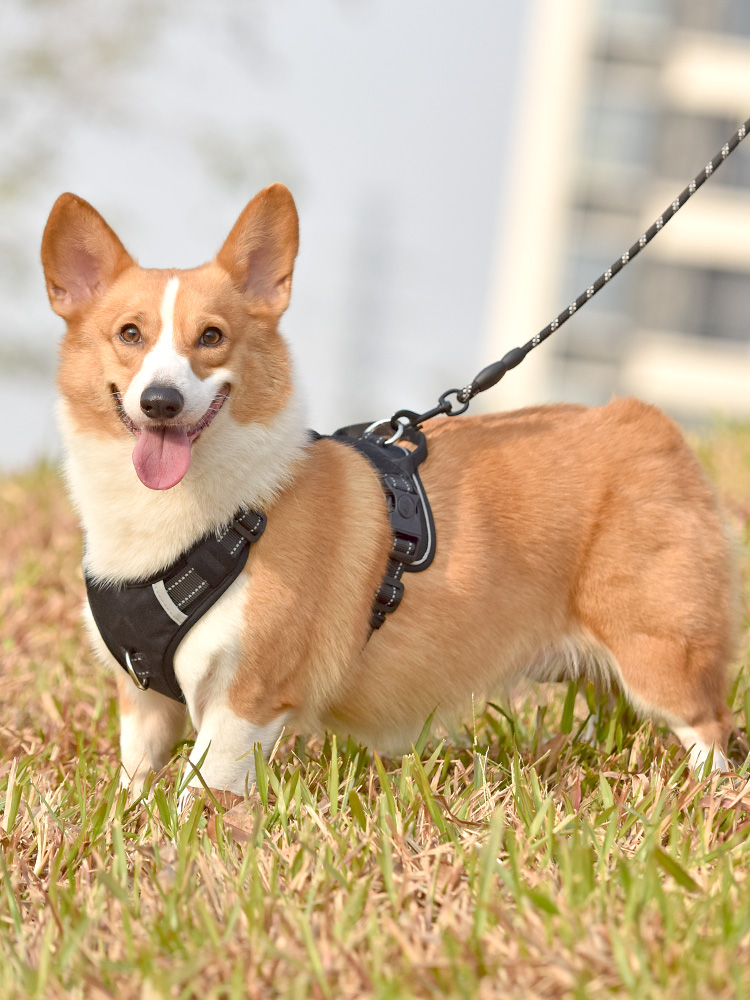 犬 ハーネス ペット職人の匠ハーネス