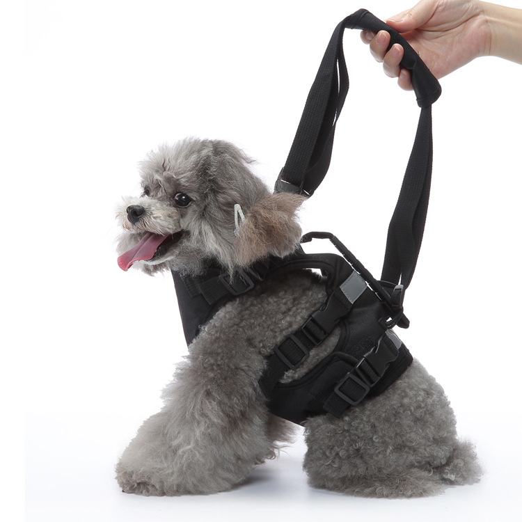 小型犬の介護がもっと楽になる！愛犬との穏やかな時間を支える犬介護ハーネス5選