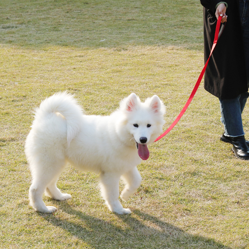 犬 ハーネス ソフトタッチ シンパシーリード