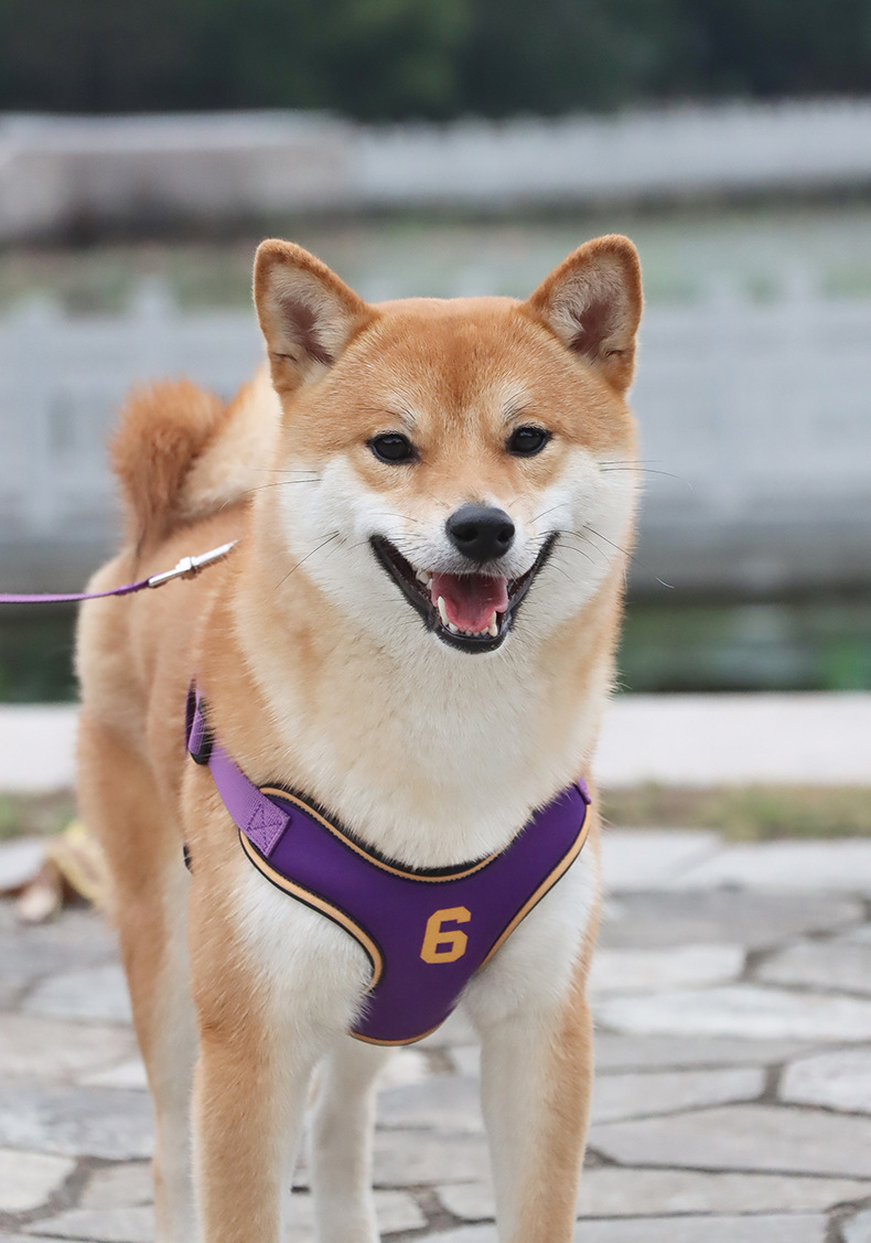 犬 ハーネス スポーツメッシュ 軽快ハーネス
