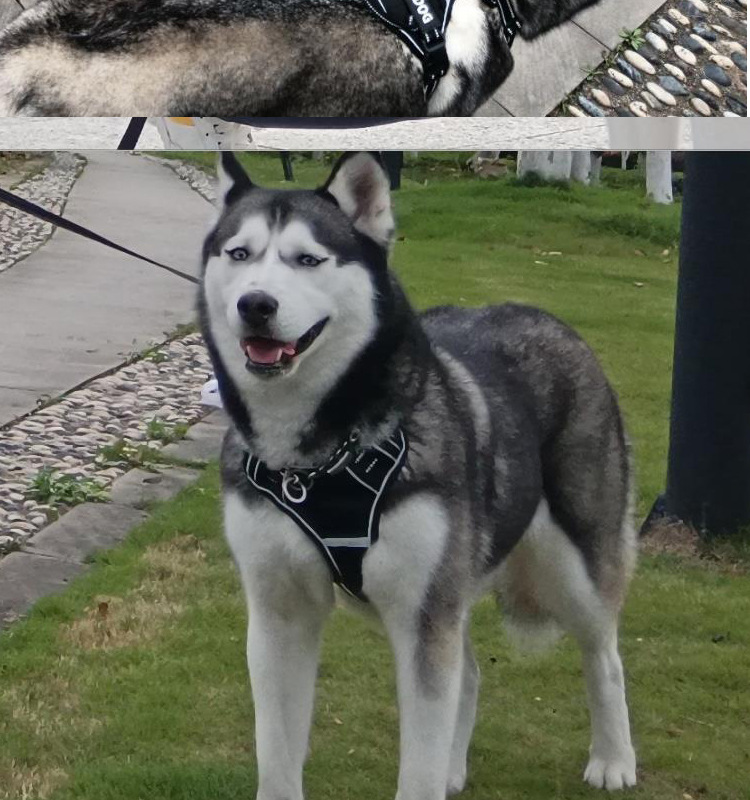 犬 ハーネス 訓練士仕様 安心強化ハーネス