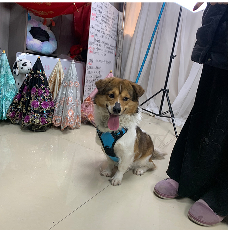 犬 ハーネス ソフトフィットアクティブハーネス