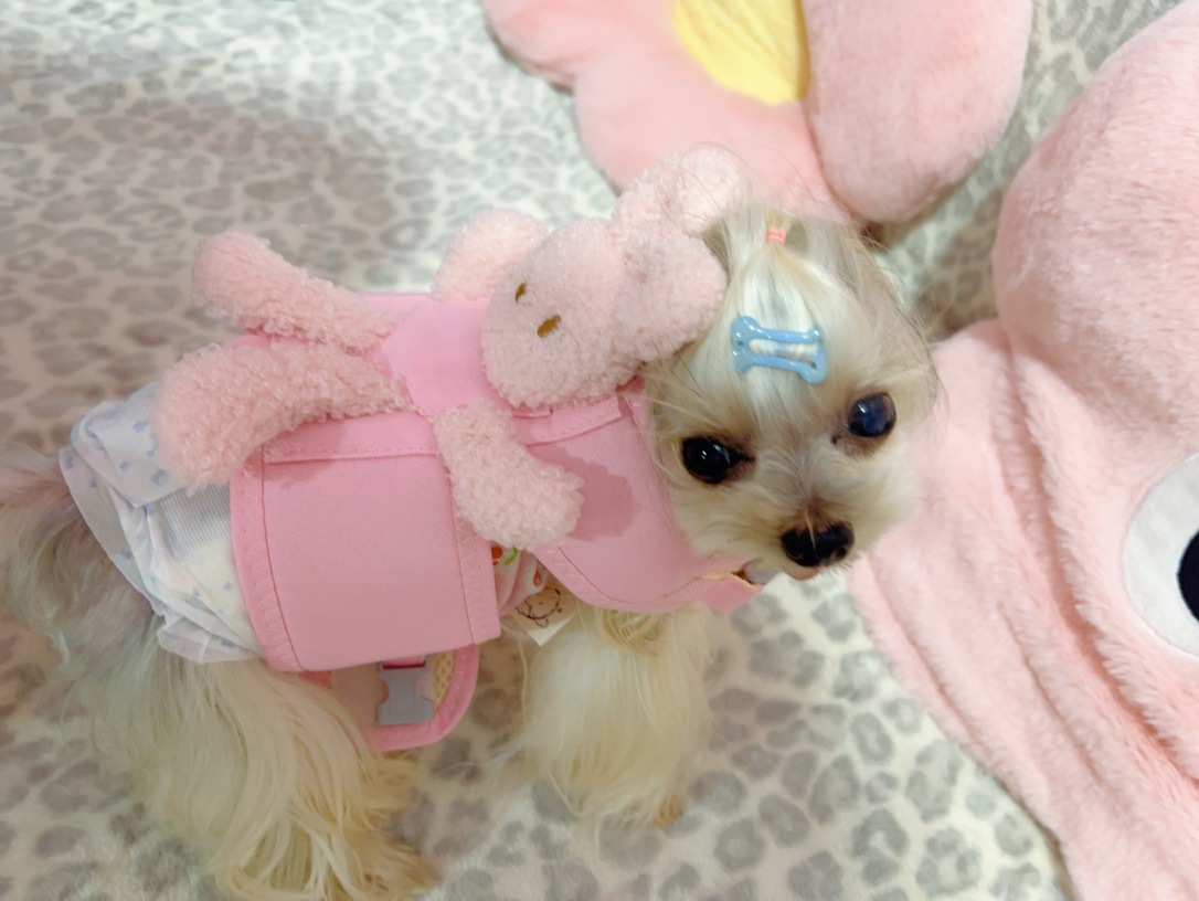 犬 ハーネス もこもこウサギのお散歩ハーネス