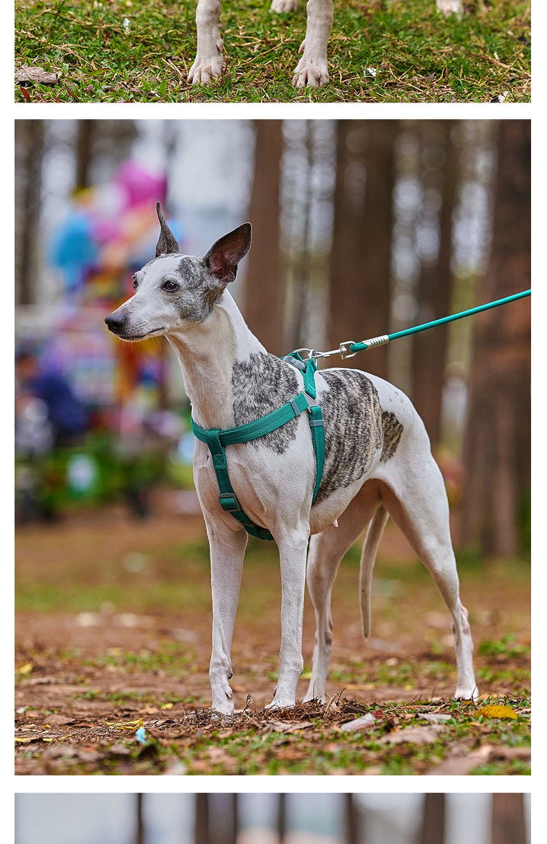 犬 ハーネス シャルム やわらかハーネス