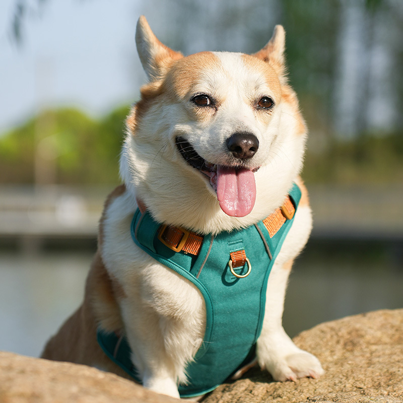 犬 ハーネス やさしさ包む ふんわりメッシュハーネス