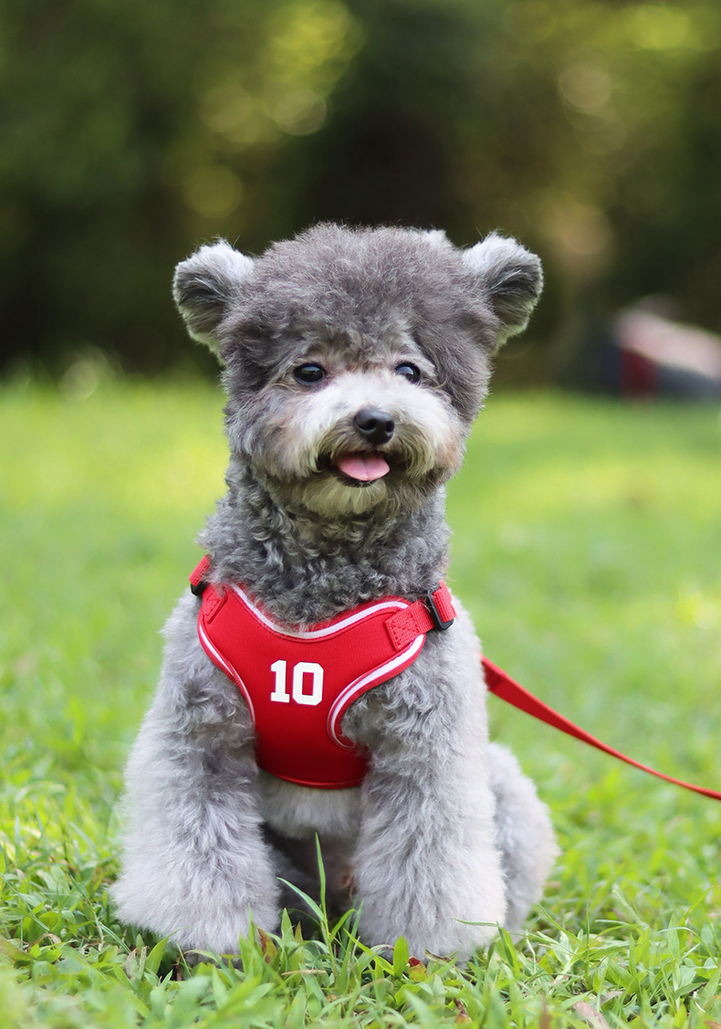 犬 ハーネス スポーツメッシュ 軽快ハーネス
