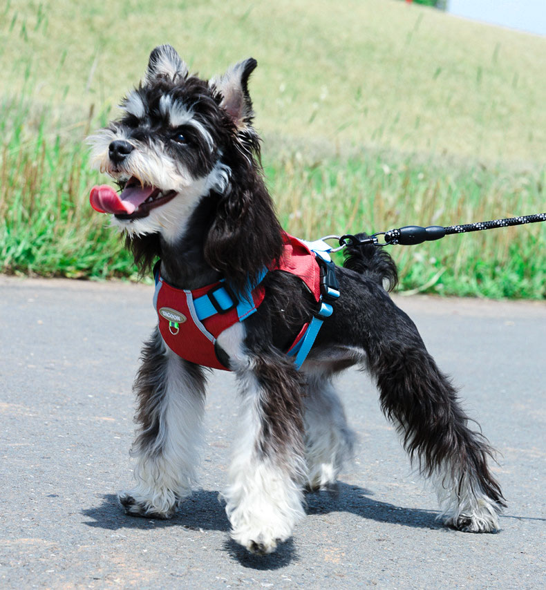 犬 ハーネス やさしさ包む コンフォートハーネス