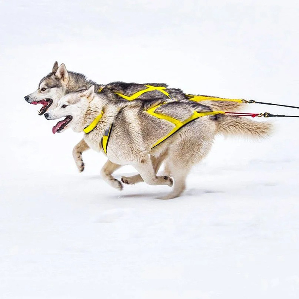 犬 ハーネス そり用プロフェッショナルハーネス
