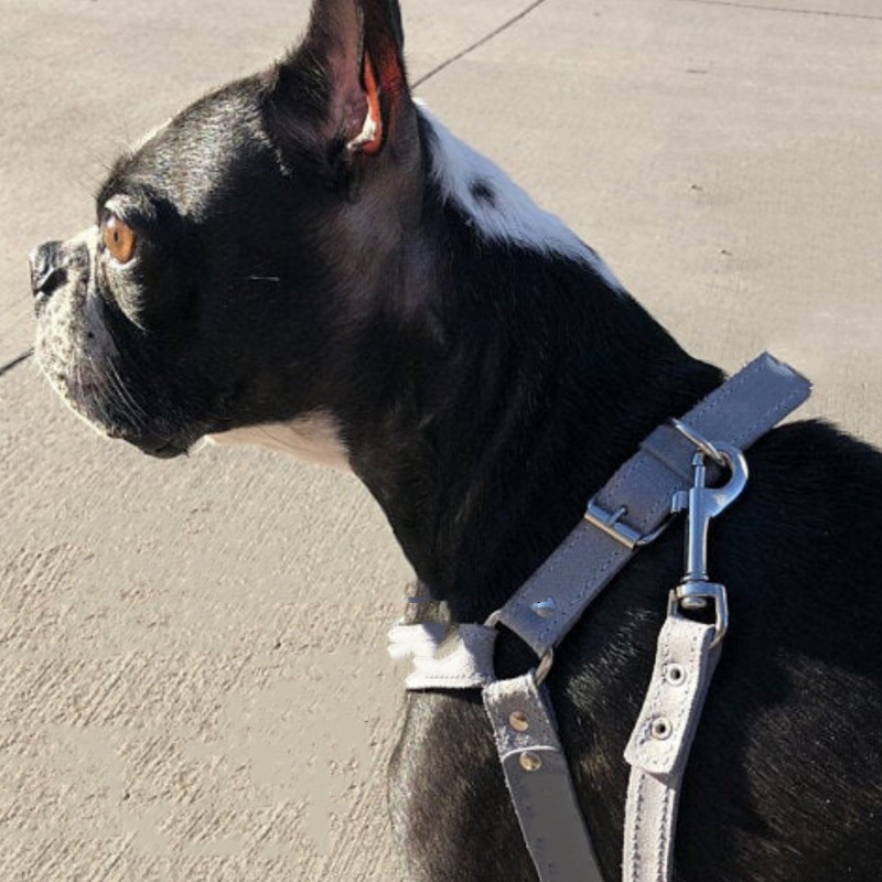 愛犬の上品さが際立つ！おしゃれな革のハーネスで特別な散歩時間を演出する犬用アイテム5選