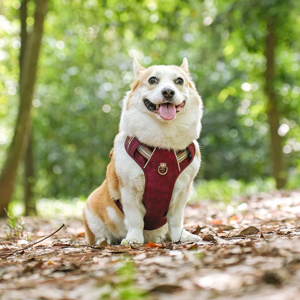 犬 ハーネス シンプル上質ハーネス 匠