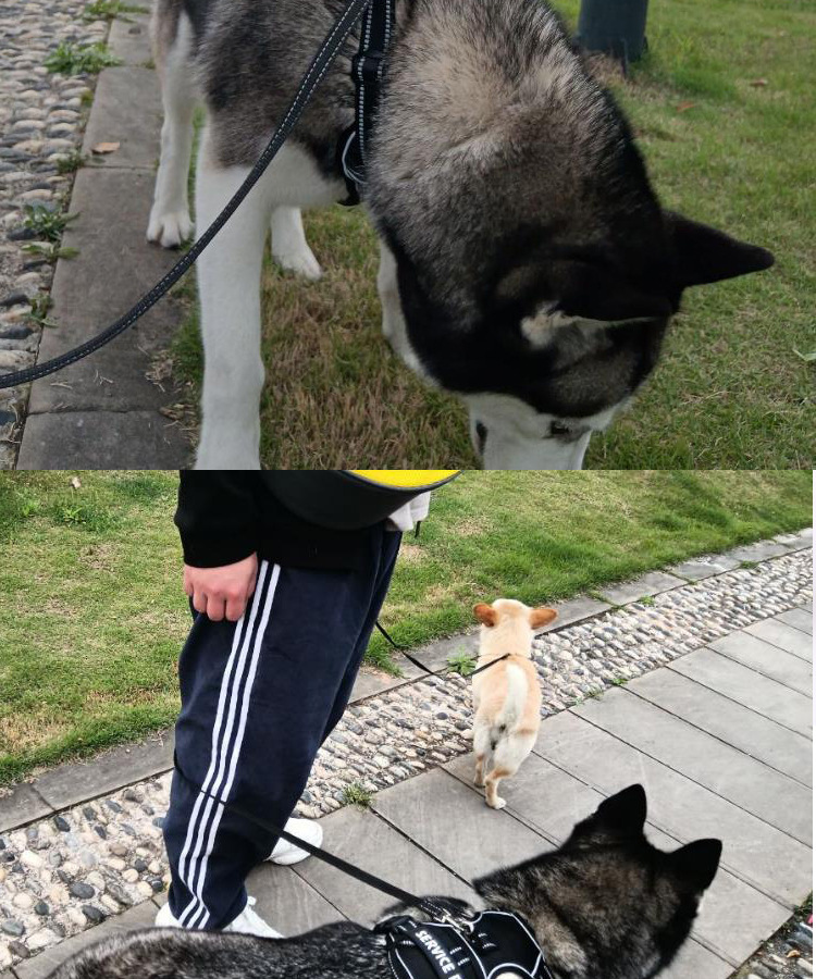 犬 ハーネス 訓練士仕様 安心強化ハーネス