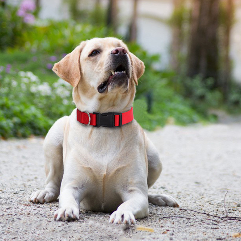犬 ハーネス シンプル首輪 ‐和‐