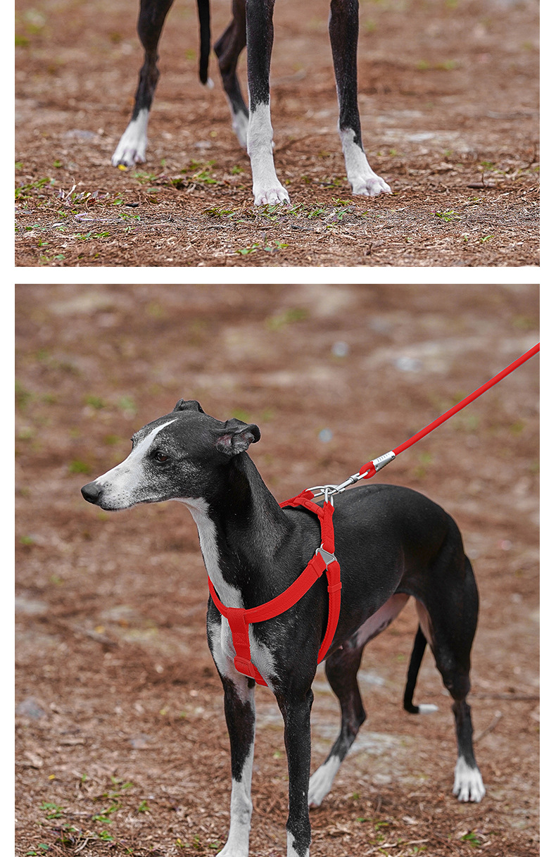 犬 ハーネス シャルム やわらかハーネス