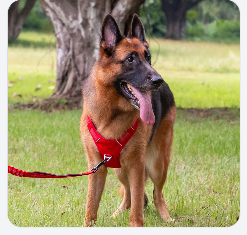 https://fulmo-img-server.com/wonderfulharness/9047b4ef-a56a-4aec-aba1-47f12661fd2b.jpg