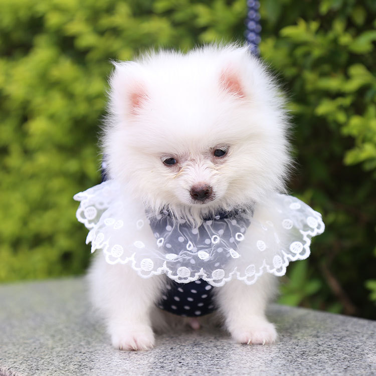 犬 ハーネス フリルレースおしゃれハーネス