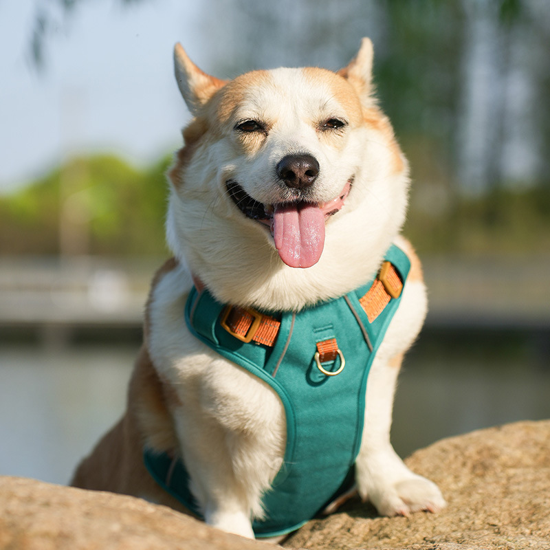 犬 ハーネス やさしさ包む ふんわりメッシュハーネス
