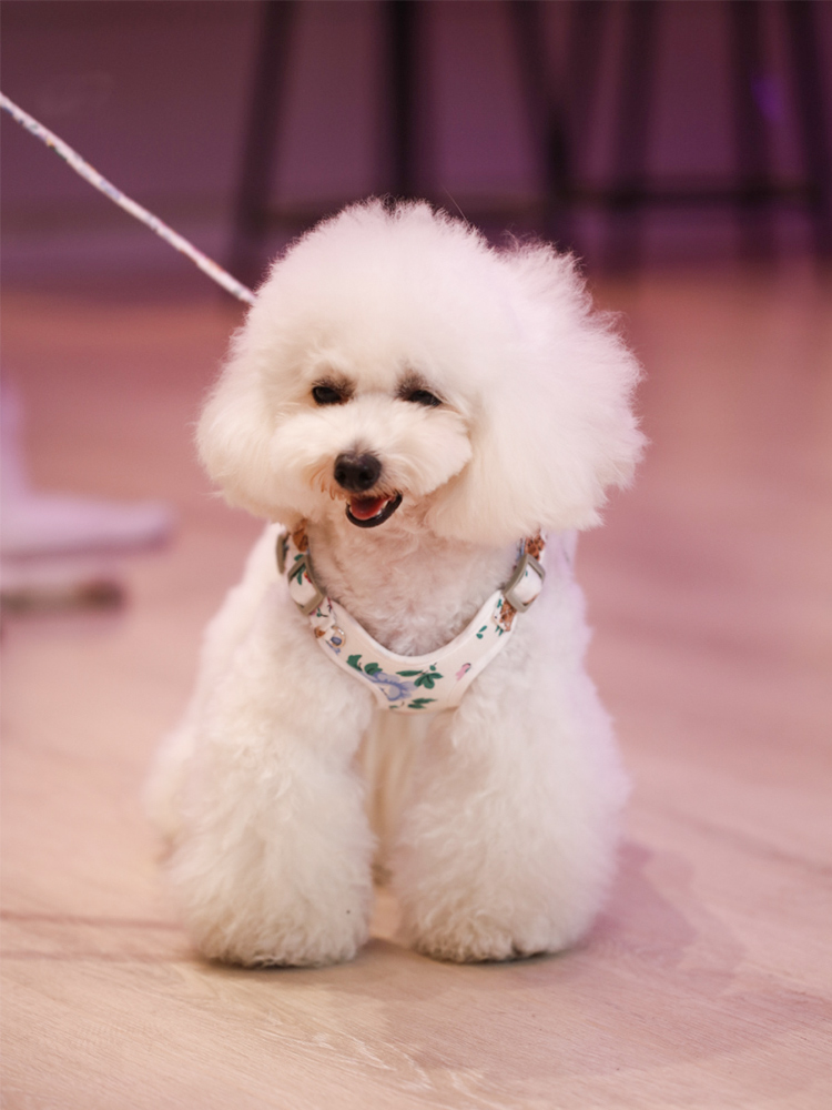 犬 ハーネス 福結び 和モダンハーネス