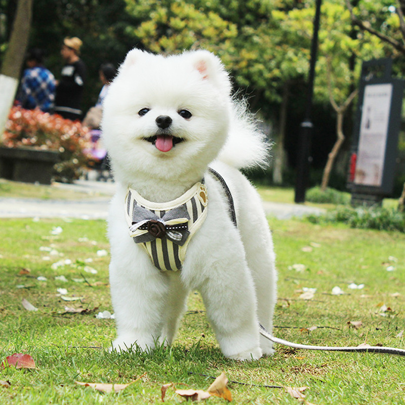 犬 ハーネス リボン付きストライプ ハーネス