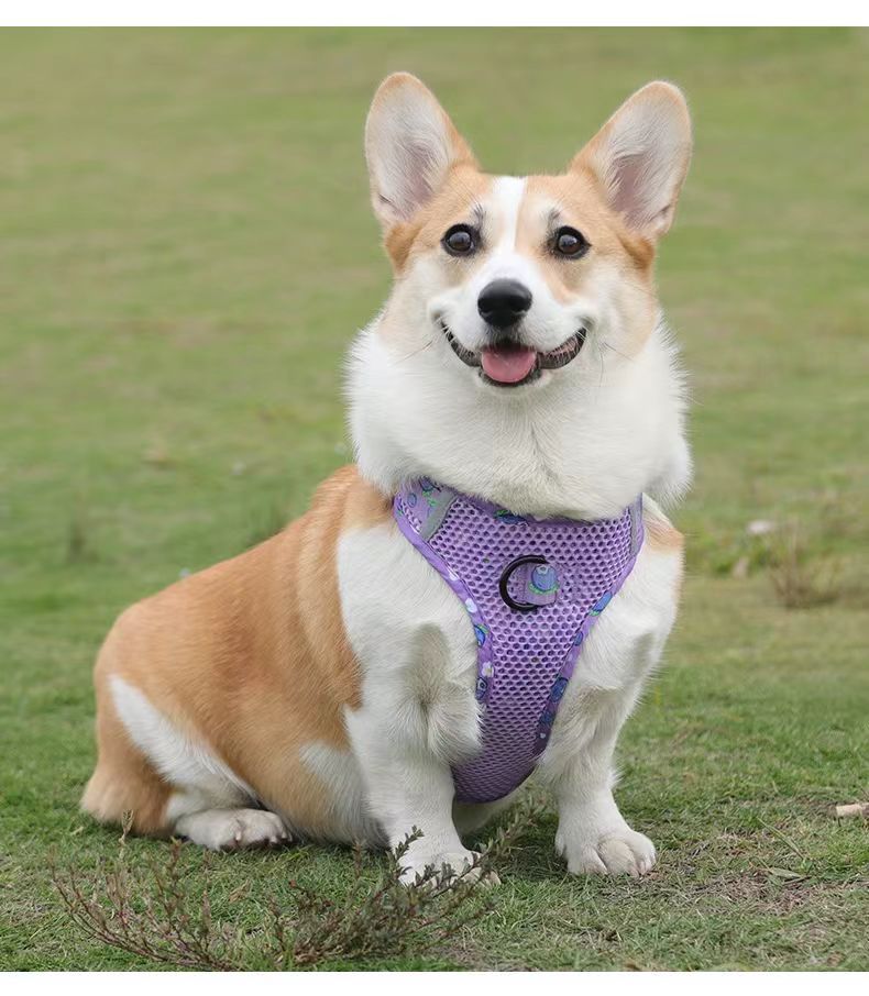 犬 ハーネス メッシュ素材の涼やか散歩ハーネス