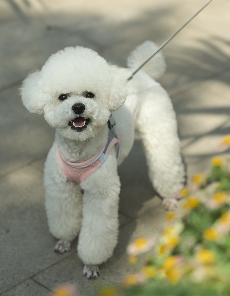 犬 ハーネス なめらかメッシュハーネス