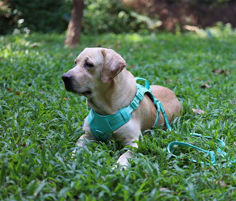 犬 ハーネス やさしさ包む 軽やか ベーシックハーネス