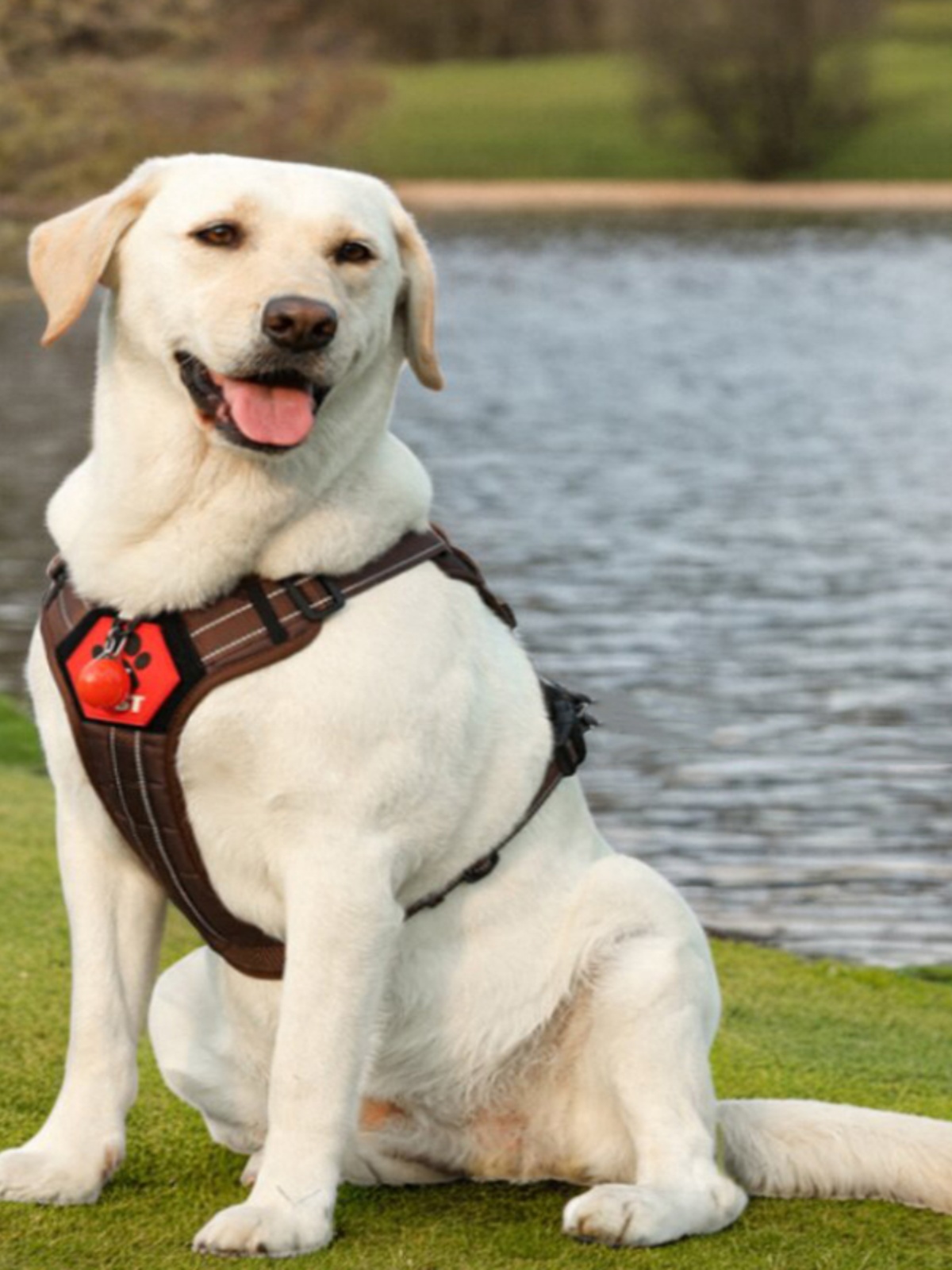 犬 ハーネス お散歩楽々ハーネス やさしい肩当て