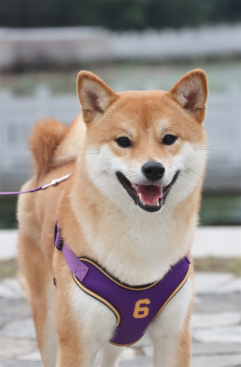 犬 ハーネス チーム対応スポーツ風ハーネス