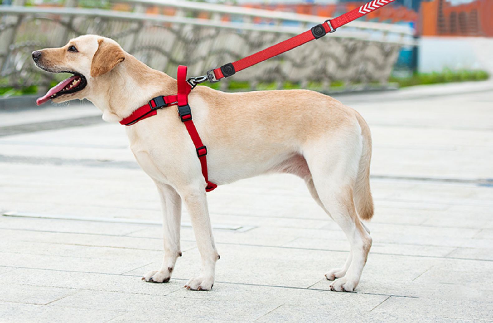 犬 ハーネス シンプル快適ハーネス