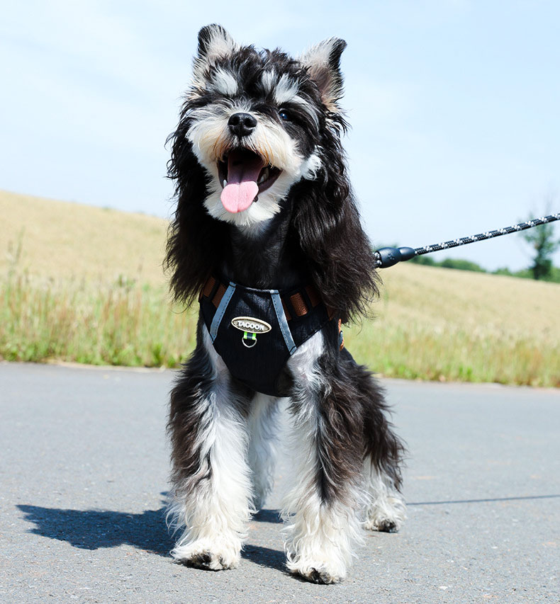 犬 ハーネス やさしさ包む コンフォートハーネス