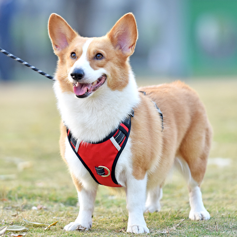 犬 ハーネス ペット職人の匠ハーネス