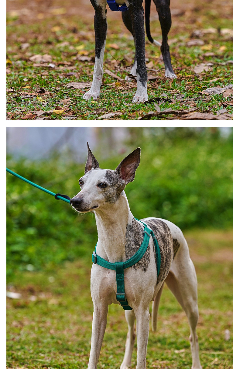 犬 ハーネス シャルム やわらかハーネス